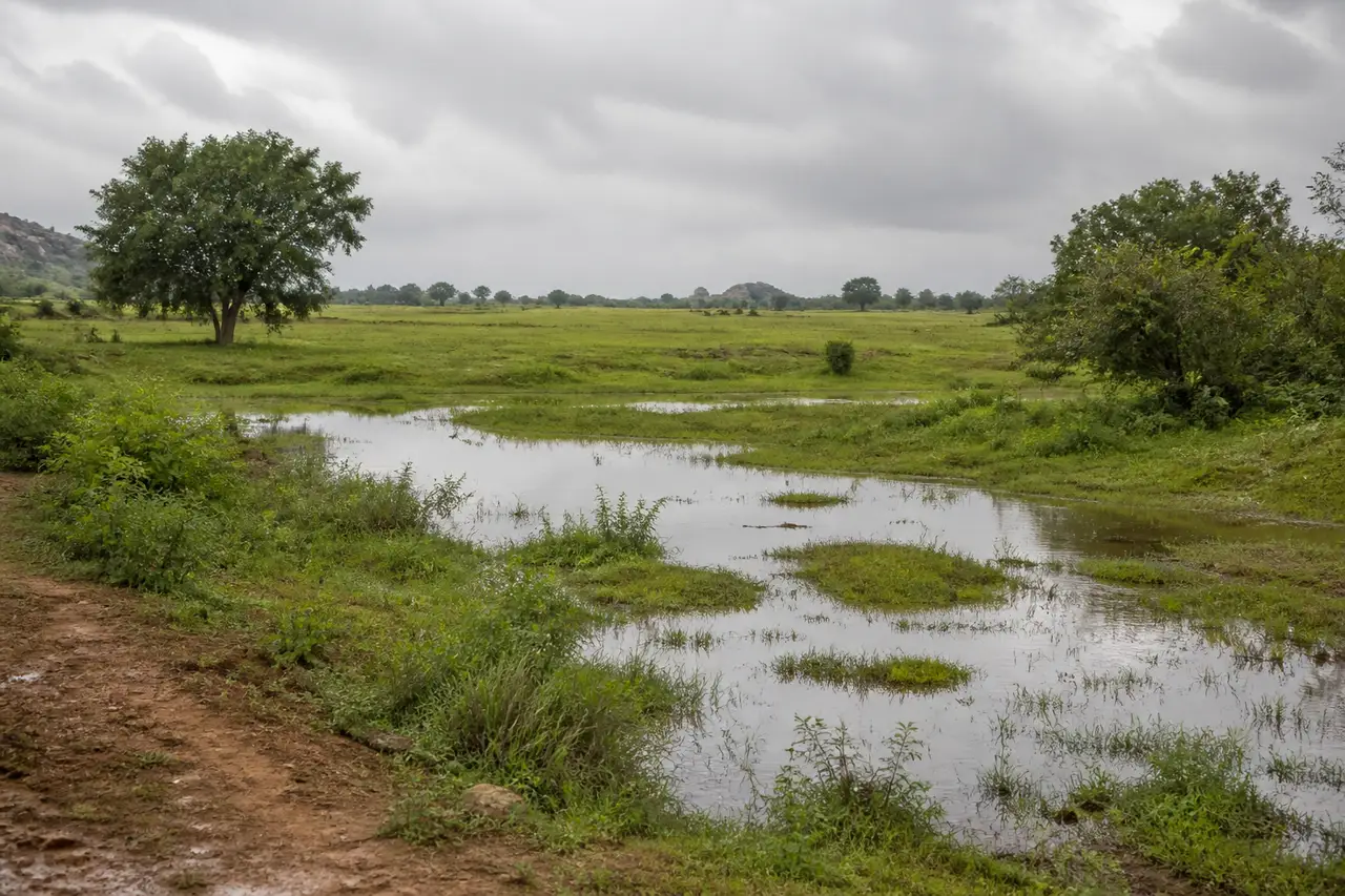 Rain-fed open ground with native trees and shallow seasonal water
