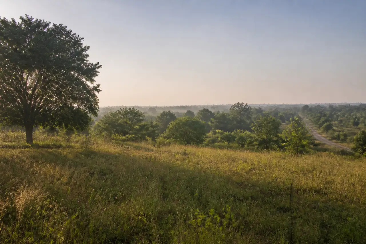 Open grassland and tree cover in soft morning light
